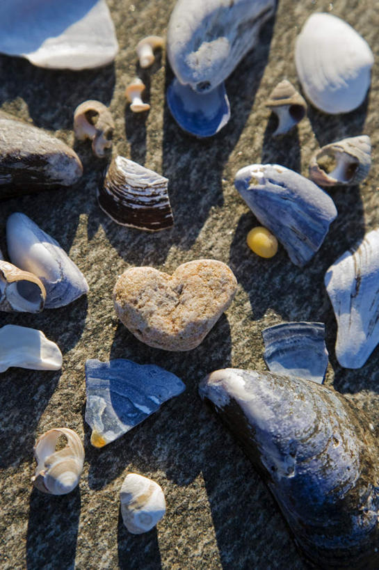 海鲜,无人,竖图,俯视,室外,特写,白天,爱情,石头,沙滩,贝壳,许多,阴影,爱心,光线,沙子,石子,影子,海岸,沙地,浪漫,蛤蜊,水产,海洋生物,阳光,温暖,温馨,心形,蛤,恩爱,和睦,水生动物,海产品,水生物,海底动物,蛤仔,心型,贝类外壳,海螺壳,软体动物外壳,海滩,石块,岩石,彩图,高角度拍摄,鸟蛤,心蛤,鸟贝,融洽