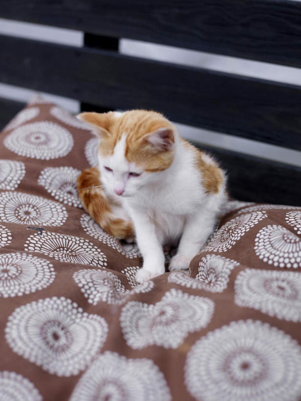 无人,坐,竖图,俯视,室内,白天,满意,靠垫,宠物,猫,纺织品,柔软,装饰,毛毯,毯子,靠枕,注视,纺织,一只,黄色,动物,垫子,枕头,低头,观察,看,舒服,温暖,温馨,可爱,观看,华丽,柔滑,修饰,点缀,察看,舒适,关注,惬意,猫咪,衬托,美观,雅致,雅观,垂头,娇嫩,柔嫩,优柔,惬心,舒畅,恬逸,坐着,彩图,高角度拍摄,全身