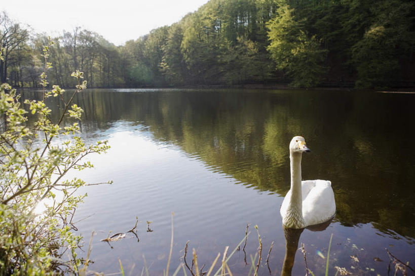 游泳,无人,横图,室外,白天,正面,旅游,度假,湖,湖泊,美景,树林,水,植物,鸟,野生动物,天鹅,叶子,瑞典,欧洲,鸟类,湖面,景观,水流,水面,绿叶,注视,娱乐,树,树木,一只,蓝色,绿色,白色,蓝天,天空,自然,动物,湖水,天,观察,看,享受,休闲,嫩叶,景色,放松,可爱,生长,晴朗,成长,观看,察看,斯堪的纳维亚,关注,自然风光,北欧,斯堪的那维亚,斯堪的那维亚半岛,斯堪的纳维亚半岛,万里无云,泅水,大天鹅,黄嘴天鹅,咳声天鹅,瑞典王国,拍浮,叶,叶片,晴空,晴空万里,鹄,白天鹅,彩图,全身,斯堪尼省