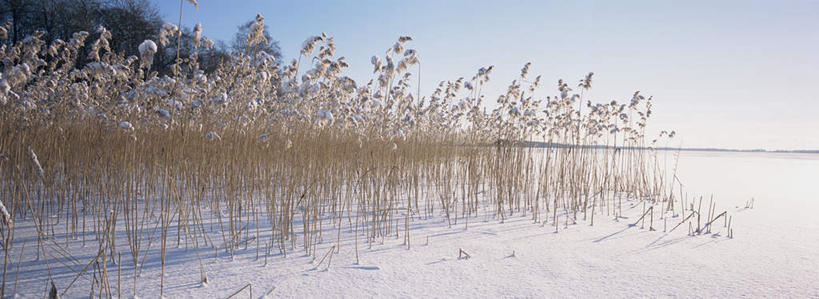 无人,横图,室外,白天,正面,旅游,度假,美景,雪,大雪,芦苇,阴影,光线,影子,积雪,景观,雪景,冬季,冬天,娱乐,蓝色,蓝天,天空,阳光,自然,天,享受,休闲,景色,放松,寒冷,自然风光,严寒,芦芛,芦,芦花,苇,彩图