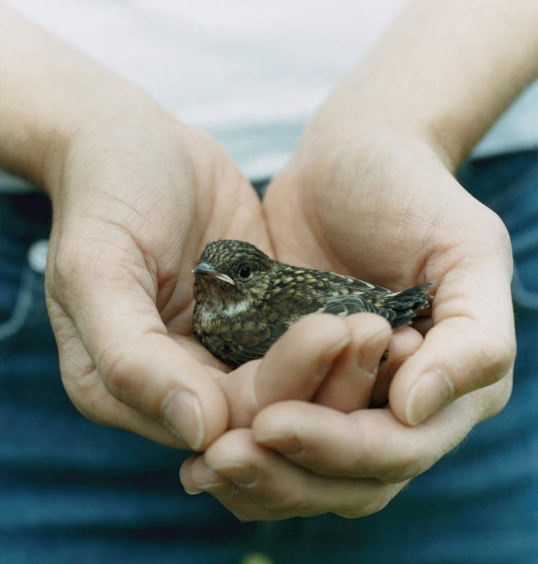 西方人,手,一个人,捧,竖图,俯视,室内,白天,鸟,欧洲,欧洲人,仅一个年轻女性,仅一个女性,仅一个人,阴影,服装,光线,鸟类,影子,休闲装,一只,衣服,阳光,休闲,手部,休闲服,服饰,爱护,爱惜,年轻女性,女人,女性,白种人,端,端着,捧着,手捧,半身,彩图,高角度拍摄