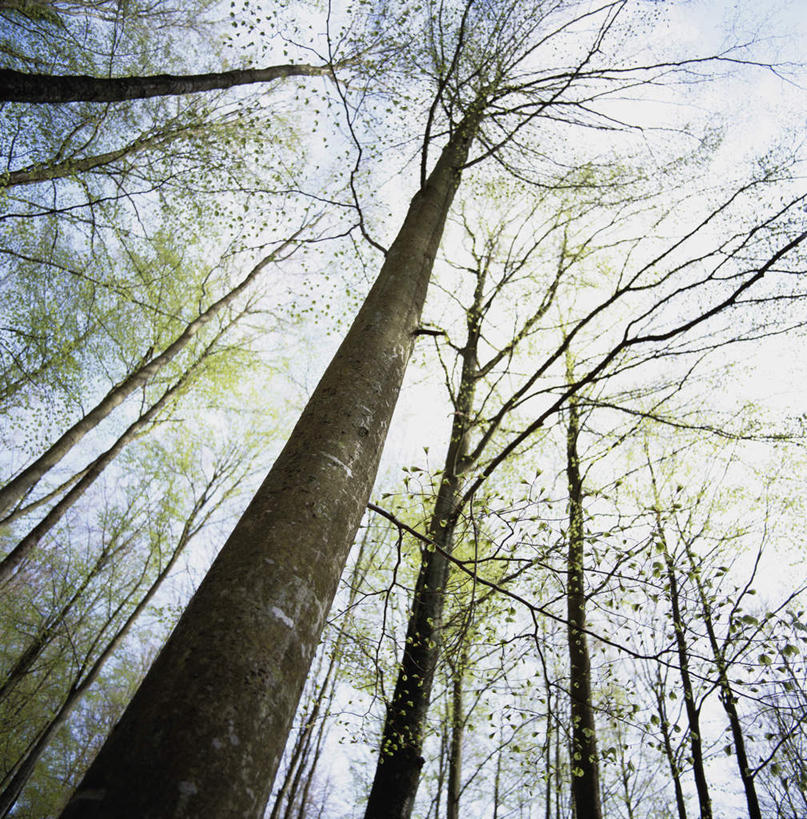 无人,竖图,室外,白天,仰视,旅游,度假,森林,树林,植物,阴影,光线,影子,娱乐,树,树木,蓝色,绿色,风景,蓝天,天空,阳光,自然,天,享受,休闲,景色,放松,生长,成长,风光,景物,风物,光景,景致,彩图,低角度拍摄