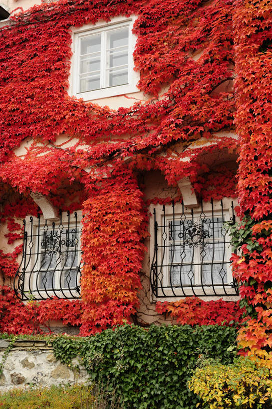 无人,家,竖图,室外,白天,正面,旅游,度假,秋季,植物,窗户,标志建筑,地标,建筑,叶子,奥地利,欧洲,阴影,光线,影子,房屋,墙,屋子,常春藤,爬山虎,绿叶,草药,娱乐,建设,楼房,中药,玻璃窗,墙壁,墙面,住宅,红色,阳光,享受,休闲,嫩叶,旅游胜地,放松,药材,中草药,爬墙虎,中欧,中药材,本草,地锦,趴山虎,巴山虎,奥地利共和国,下奥地利,下奥地利州,五叶地锦,五叶爬山虎,叶,叶片,秋,秋天,彩图,房子,常青藤