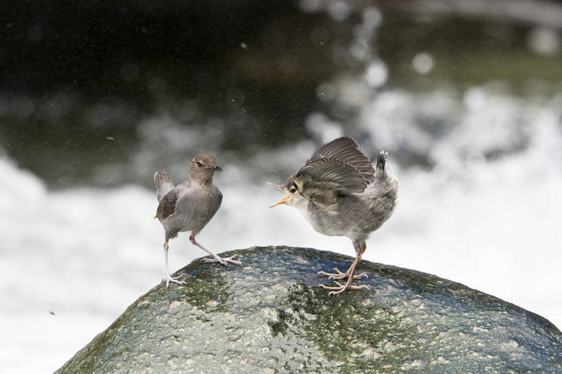 无人,站,横图,室外,白天,侧面,河流,石头,瀑布,水,鸟,野生动物,哥斯达黎加,展翅,阴影,飞溅,溅,光线,鸟类,石子,液体,影子,河水,水滴,水流,水珠,小溪,阳光,动物,溪水,站着,两只,可爱,叫,活泼,北美,北美洲,喷洒,美洲,北亚美利加洲,亚美利加洲,哥斯达黎加共和国,跌水,石块,站立,彩图,全身