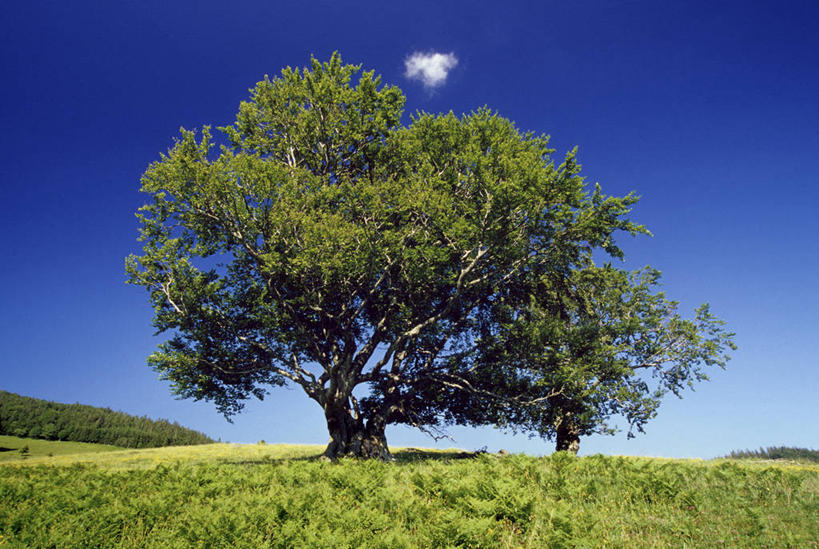 无人,横图,室外,白天,正面,旅游,度假,草地,草坪,美景,植物,德国,欧洲,阴影,光线,影子,景观,娱乐,草,树,树木,蓝色,绿色,蓝天,天空,阳光,自然,天,享受,休闲,景色,放松,生长,晴朗,成长,西欧,自然风光,万里无云,德意志联邦共和国,巴登.符腾堡,巴登.符腾堡州,巴符州,巴登巴登,晴空,晴空万里,彩图