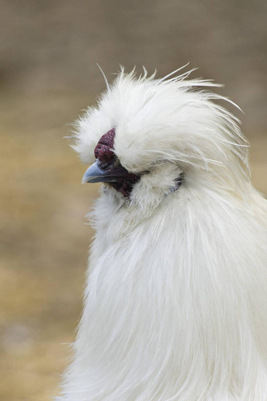 西方人,脸,头,无人,站,竖图,室外,特写,白天,侧面,植物,鸡,欧洲,欧洲人,阴影,枯萎,朦胧,模糊,光线,影子,枯草,注视,家禽,草,一只,黄色,白色,阳光,动物,观察,看,站着,牲畜,观看,察看,关注,乌骨鸡,乌鸡,武山鸡,白种人,头部,脸部,面部,站立,半身,彩图