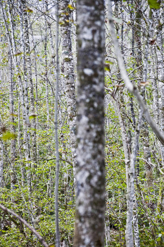 无人,竖图,室外,白天,正面,旅游,度假,美景,森林,树林,植物,德国,欧洲,朦胧,模糊,景观,娱乐,树,树木,绿色,自然,享受,休闲,景色,放松,白桦,生长,成长,西欧,自然风光,德意志联邦共和国,巴伐利亚,巴伐利亚州,拜恩州,拜恩自由州,贝希特斯加登,贝希特斯加登县,桦树,桦皮树,桦木,彩图