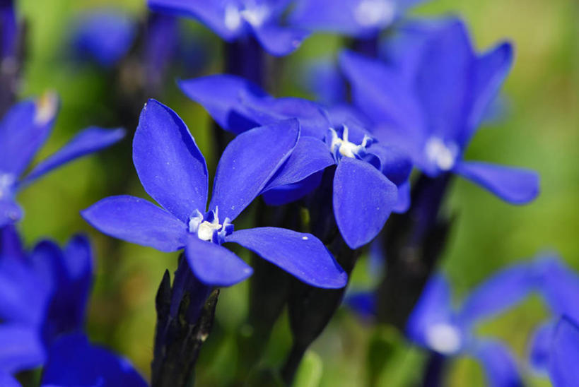 无人,横图,俯视,室外,特写,白天,旅游,度假,美景,德国,欧洲,许多,阴影,朦胧,模糊,盛开,透明,光线,影子,景观,花蕾,娱乐,花,花瓣,花朵,鲜花,蓝色,阳光,自然,花苞,花蕊,享受,休闲,景色,放松,西欧,自然风光,德意志联邦共和国,理智,沉静,巴伐利亚,巴伐利亚州,拜恩州,拜恩自由州,冷色,高深,冷淡,贝希特斯加登,贝希特斯加登县,彩图,高角度拍摄