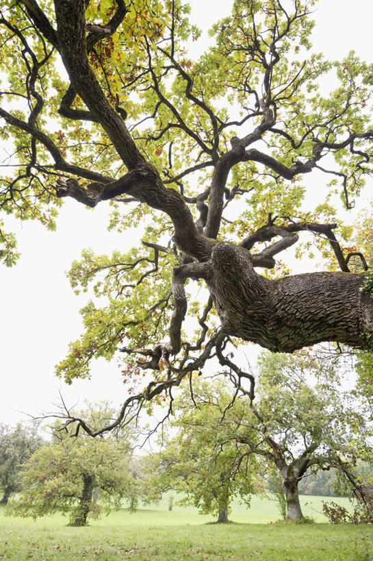 无人,竖图,室外,白天,正面,草地,草坪,美景,植物,叶子,瑞士,欧洲,阴影,光线,影子,景观,枯叶,落叶,枝条,草,树,树木,树枝,蓝色,绿色,蓝天,天空,阳光,自然,天,景色,生长,晴朗,成长,自然风光,中欧,万里无云,首府,巴塞尔,瑞士联邦,虬枝,枝杈,巴塞尔城市州,叶,叶片,晴空,晴空万里,彩图