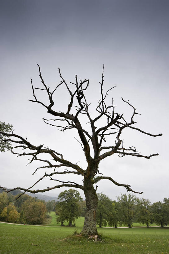 无人,竖图,室外,白天,正面,草地,草坪,美景,山,山脉,植物,叶子,瑞士,欧洲,阴影,光线,影子,景观,山峰,枯叶,落叶,枝条,山峦,草,树,树木,树枝,蓝色,绿色,蓝天,天空,阳光,自然,群山,天,景色,生长,晴朗,成长,自然风光,中欧,万里无云,首府,巴塞尔,瑞士联邦,虬枝,枝杈,巴塞尔城市州,叶,叶片,晴空,晴空万里,彩图