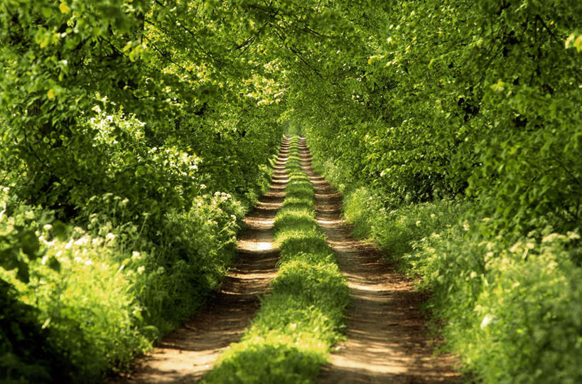 无人,横图,俯视,室外,白天,旅游,度假,草地,草坪,美景,植物,道路,路,叶子,阴影,光线,密集,影子,景观,小路,绿叶,交通,娱乐,草,绿色,阳光,自然,享受,休闲,嫩叶,景色,放松,自然风光,鳞集,辘集,麋集,叶,叶片,彩图,高角度拍摄