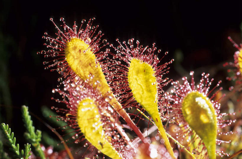 无人,横图,俯视,室外,特写,白天,植物,奥地利,欧洲,阴影,盛开,鲜艳,光线,密集,影子,草药,药草,美丽,花蕾,漂亮,中药,花,花瓣,花朵,鲜花,黄色,红色,绿色,阳光,花苞,花蕊,优美,药材,中草药,摩登,艳丽,中欧,中药材,本草,奥地利共和国,斑斓,标致,瑰丽,娇艳,锦绣,娟秀,俊丽,奇丽,俏丽,时兴,秀丽,鳞集,辘集,麋集,茅膏菜,毛毡苔,彩图,高角度拍摄