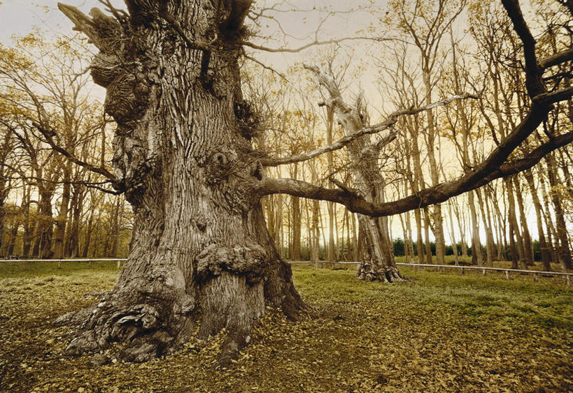 无人,横图,室外,特写,白天,正面,旅游,度假,安全,草地,草坪,美景,秋季,树林,植物,叶子,欧洲,波兰,阴影,粗糙,平静,光线,影子,景观,枯叶,落叶,树皮,树桩,枝条,娱乐,草,树,树干,树木,树枝,绿色,阳光,自然,享受,休闲,木桩,景色,放松,生长,成长,宁静,毛糙,自然风光,橡树,和平,安详,中欧,太平,安适,安好,宁靖,波兰共和国,虬枝,枝杈,波美拉尼亚,波美拉尼亚省,叶,叶片,秋,秋天,彩图,粗拙