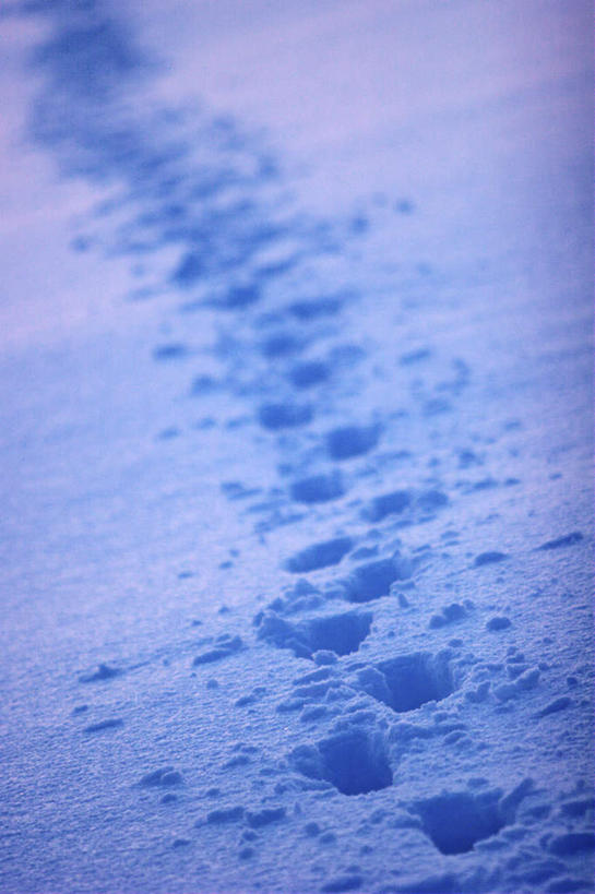 无人,竖图,俯视,室外,白天,雪,大雪,脚印,朦胧,模糊,积雪,雪景,冬季,冬天,白色,寒冷,足迹,卫生,纯真,严寒,洁净,行踪,脚迹,光明,恬静,中间色,朴素,清白,孤苦,伶仃,孤单,孤独,彩图,高角度拍摄
