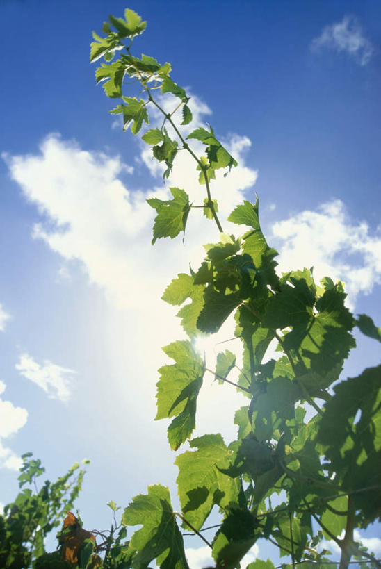 无人,竖图,室外,白天,仰视,旅游,度假,农作物,美景,植物,叶子,直立,阴影,高耸,光线,影子,景观,云,云朵,青色,绿叶,云彩,娱乐,蓝色,绿色,白云,蓝天,天空,阳光,自然,天,享受,休闲,嫩叶,景色,放松,生长,成长,矗立,自然风光,挺立,挺拔,瞻仰,叶,叶片,彩图,低角度拍摄