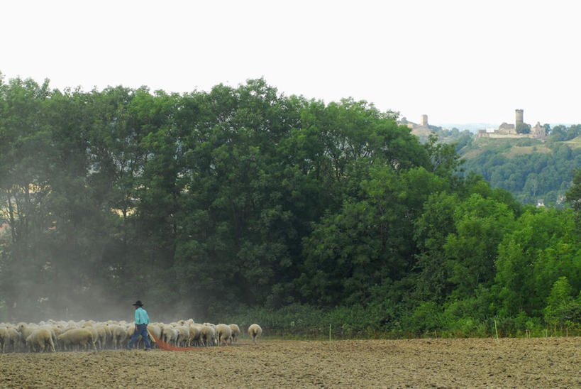 西方人,一个人,横图,室外,白天,植物,羊,欧洲,欧洲人,仅一个男性,仅一个人,服装,堡垒,城堡,羊群,牧羊人,休闲装,树,树木,仅一个年轻男性,背面,衣服,蓝色,绿色,蓝天,天空,自然,动物,天,休闲,休闲服,家畜,服饰,牲畜,生长,晴朗,成长,要塞,万里无云,男人,男性,年轻男性,白种人,晴空,晴空万里,绵羊,彩图,全身
