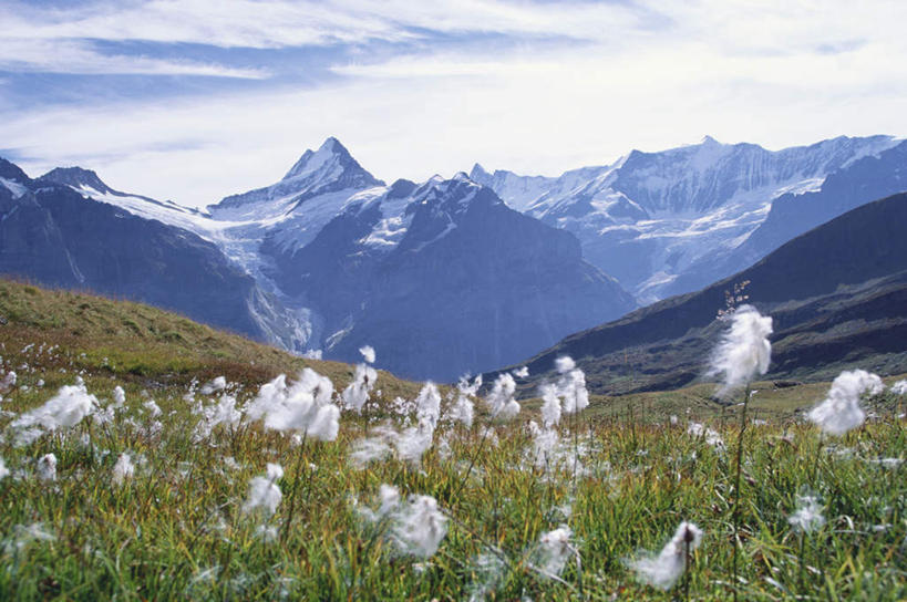 无人,横图,全景,室外,白天,正面,旅游,度假,草地,草坪,石头,美景,山,雪,雪山,植物,大雪,瑞士,欧洲,许多,阴影,盛开,光线,石子,影子,冰,积雪,景观,山峰,雪景,云,云朵,冬季,冬天,羊胡子草,山峦,花蕾,云彩,娱乐,花,花瓣,花朵,鲜花,蓝色,绿色,白色,白云,蓝天,天空,阳光,自然,天,花苞,花蕊,享受,休闲,景色,放松,寒冷,连绵,冰冷,绵延,自然风光,中欧,严寒,瑞士联邦,冰凉,酷寒,凛冽,凛凛,极冷,联贯,石块,岩石,彩图