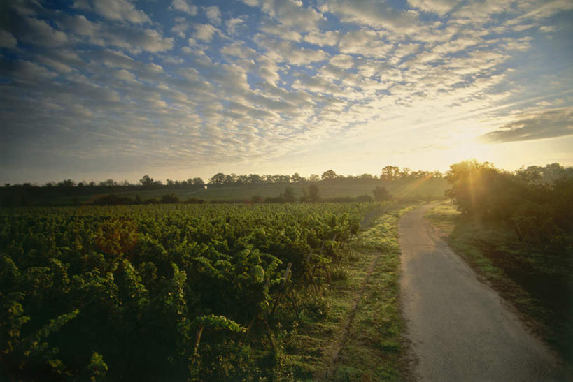无人,果园,横图,室外,白天,正面,旅游,度假,草地,美景,日落,田园,植物,道路,路,德国,欧洲,阴影,光线,影子,景观,晚霞,霞光,云,云朵,落日,小路,葡萄树,交通,云彩,娱乐,葡萄园,架子,草,蓝色,绿色,白云,蓝天,天空,阳光,自然,黄昏,庄园,天,享受,休闲,景色,彩霞,放松,乡间小路,晴朗,支撑,固定,西欧,自然风光,葡萄架,德意志联邦共和国,夕照,莱茵兰.普法尔茨州,晴空,夕阳,彩图,斜阳