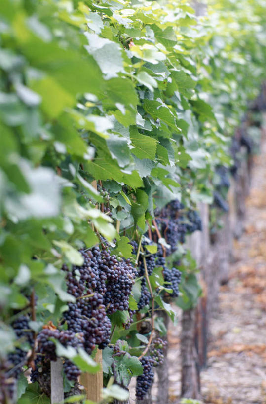 无人,果园,竖图,室外,白天,正面,旅游,度假,美景,田园,道路,路,葡萄,一排,阴影,整齐,光线,影子,景观,小路,葡萄树,交通,娱乐,葡萄园,架子,排列,阳光,自然,庄园,享受,休闲,景色,放松,乡间小路,支撑,固定,队列,自然风光,葡萄架,山葫芦,蒲桃,草龙珠,彩图