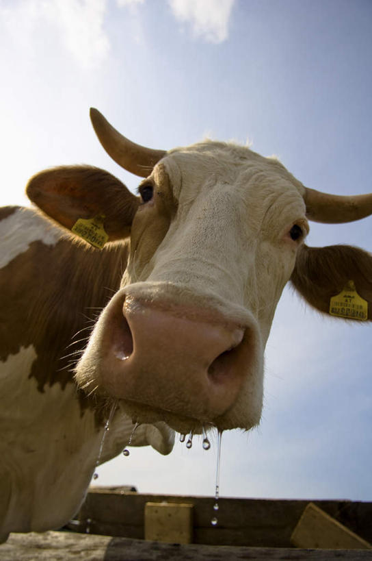 脸,头,脸颊,无人,站,竖图,室外,白天,仰视,旅游,度假,美景,牛,一头,阴影,花纹,光线,影子,景观,云,云朵,云彩,注视,娱乐,蓝色,白云,蓝天,天空,阳光,自然,动物,天,观察,看,站着,享受,休闲,家畜,景色,放松,牲畜,晴朗,观看,察看,关注,自然风光,斑纹,口水,头部,脸部,脸蛋,面部,晴空,奶牛,站立,半身,彩图,低角度拍摄