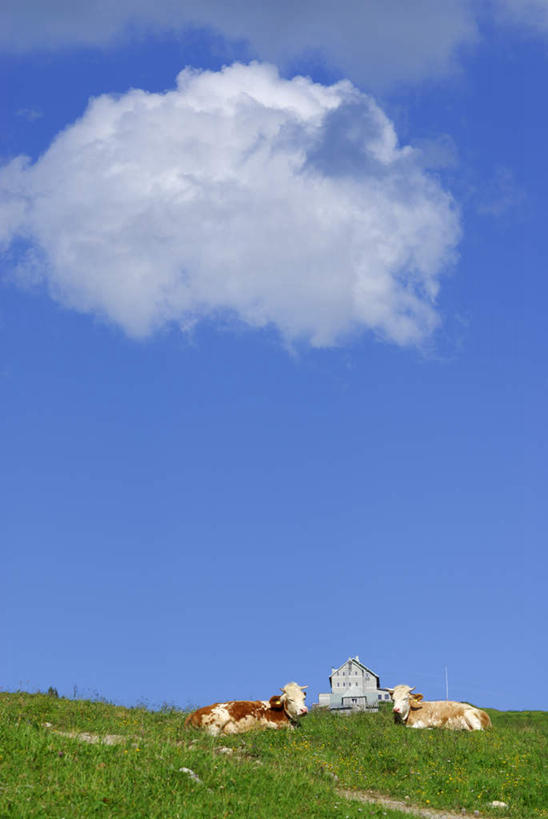 无人,家,竖图,室外,白天,仰视,度假,草地,草坪,美景,植物,城市风光,城市,道路,路,牛,德国,欧洲,阴影,光线,影子,房屋,屋子,景观,云,云朵,小路,交通,云彩,娱乐,楼房,住宅,草,蓝色,绿色,白云,蓝天,天空,阳光,动物,天,享受,休闲,家畜,景色,放松,牲畜,乡间小路,晴朗,西欧,努力,德意志联邦共和国,勤奋,勤劳,巴伐利亚,巴伐利亚州,拜恩州,拜恩自由州,勤恳,勤勉,晴空,半身,彩图,低角度拍摄,房子