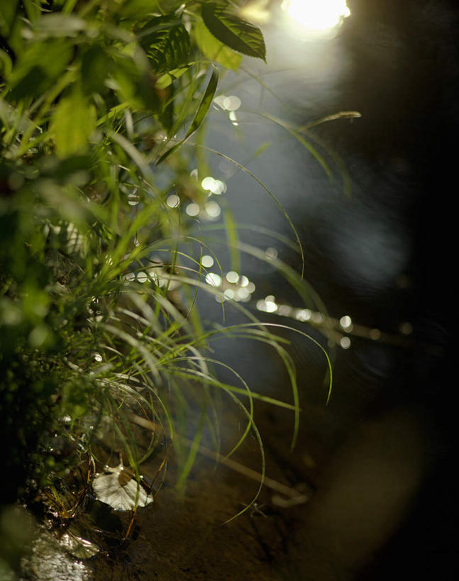 无人,竖图,室外,特写,白天,正面,旅游,度假,草地,草坪,美景,植物,德国,欧洲,阴影,朦胧,模糊,光线,影子,景观,娱乐,草,绿色,阳光,自然,享受,休闲,景色,放松,西欧,自然风光,德意志联邦共和国,勃兰登堡,勃兰登堡州,彩图