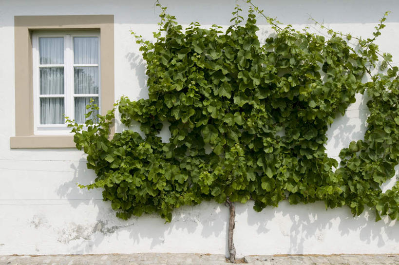 无人,家,横图,室外,白天,正面,植物,窗户,叶子,阴影,新鲜,光线,影子,房屋,墙,屋子,常春藤,爬山虎,绿叶,草药,楼房,中药,玻璃窗,墙壁,墙面,住宅,绿色,阳光,嫩叶,青春,生命,药材,中草药,和平,安详,爬墙虎,中药材,本草,地锦,趴山虎,巴山虎,冷色,五叶地锦,五叶爬山虎,叶,叶片,彩图,房子,常青藤