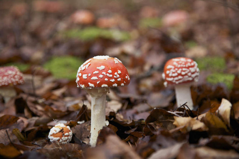 无人,横图,俯视,室外,特写,白天,叶子,阴影,朦胧,模糊,光线,影子,圆点,斑点,泥土,土壤,菌菇,枯叶,落叶,菌类,三个,有毒,毒蝇伞,毒蝇鹅膏菌,哈蟆菌,捕蝇菌,毒蝇菌,叶,叶片,彩图,高角度拍摄