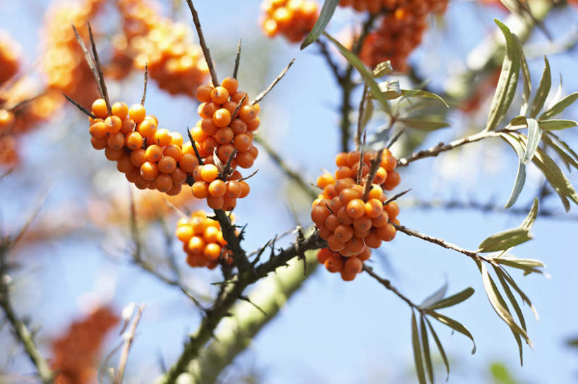 无人,横图,室外,特写,白天,仰视,美景,植物,水果,叶子,许多,吊挂,悬挂,阴影,朦胧,模糊,新鲜,光线,影子,景观,生食,食品,果实,果树,绿叶,枝条,挂,树,树木,树枝,食物,黄色,蓝色,绿色,蓝天,天空,阳光,自然,天,嫩叶,景色,有机食品,绿色食品,生长,晴朗,成长,自然风光,万里无云,黑刺,黄酸刺,酸刺,酸刺柳,醋柳,沙棘,虬枝,枝杈,叶,叶片,晴空,晴空万里,彩图,低角度拍摄