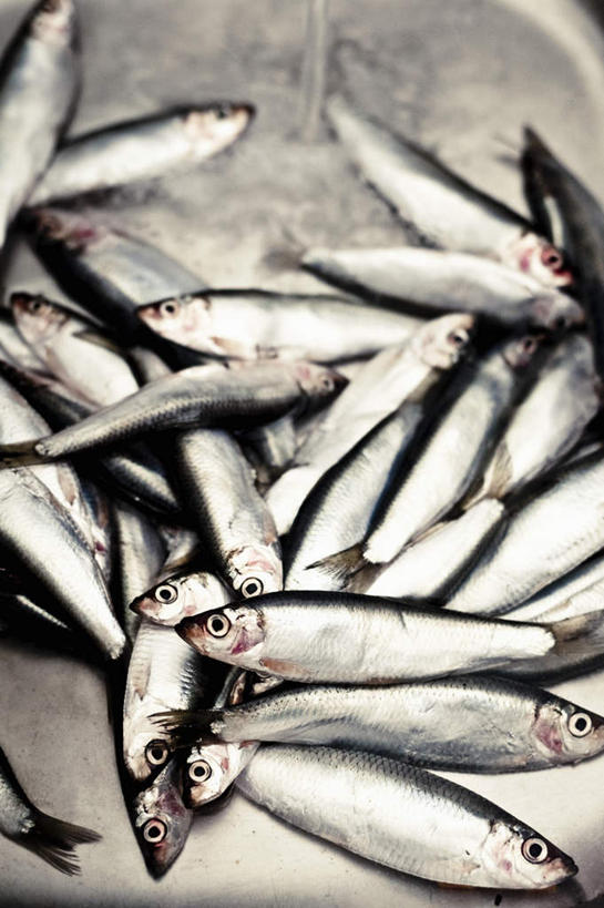 海鲜,无人,竖图,俯视,室内,特写,白天,一堆,许多,阴影,堆叠,堆积,反射,水槽,影子,很多,水斗,水产,海洋生物,堆,鲱鱼,水生动物,海产品,水生物,海底动物,太平洋鲱鱼,半身,彩图,高角度拍摄