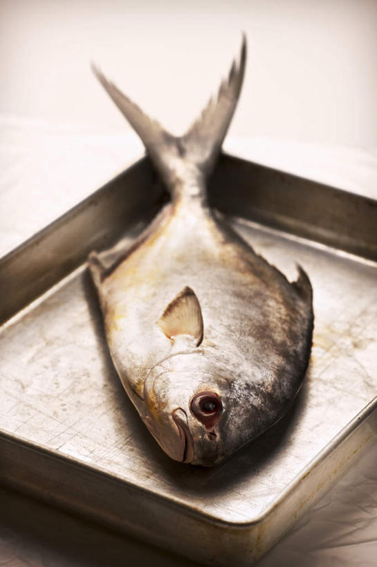 无人,竖图,俯视,室内,特写,白天,白色背景,餐桌,桌子,餐具,金属制品,一条,阴影,反射,金属,鱼,碟子,盘,影子,鱼类,海洋生物,一个,盘子,碟,摄影,影棚,单个,餐台,鲹鱼,水生动物,水生物,海底动物,鲹,彩图,高角度拍摄,全身,影棚拍摄,拍摄,大眼鲹,杰克鱼