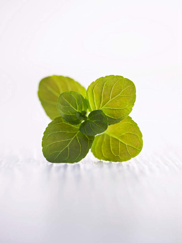 无人,竖图,俯视,室内,特写,白天,白色背景,叶子,阴影,反射,影子,薄荷,绿叶,银丹草,嫩叶,摄影,影棚,斑叶凤梨薄荷,夜息香,叶,叶片,彩图,高角度拍摄,影棚拍摄,拍摄