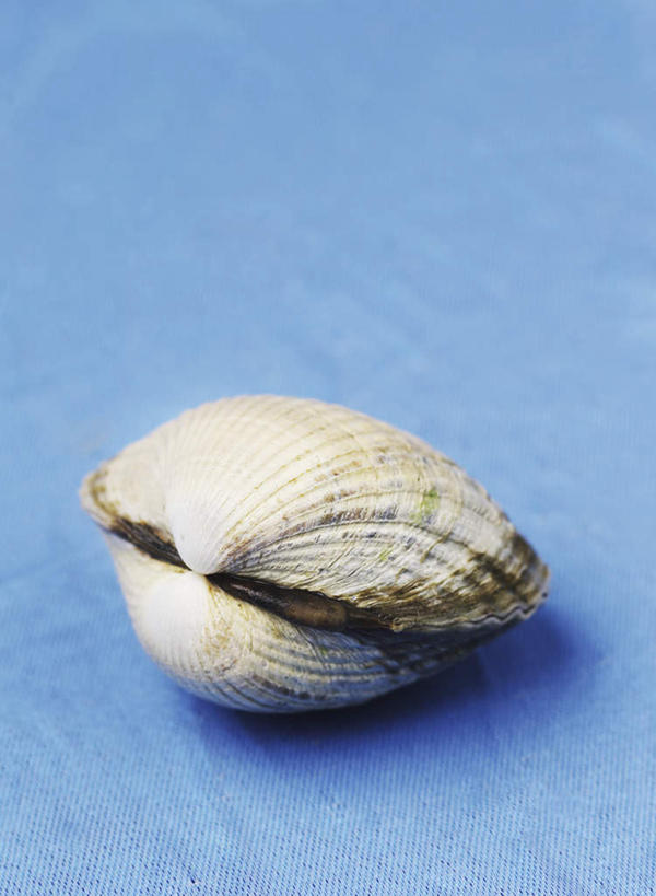 海鲜,无人,竖图,俯视,室内,特写,白天,阴影,蓝色背景,反射,影子,蛤蜊,水产,海洋生物,一个,蛤,摄影,影棚,单个,水生动物,海产品,水生物,海底动物,蛤仔,彩图,高角度拍摄,影棚拍摄,拍摄