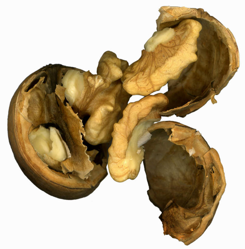 无人,竖图,俯视,室内,特写,白天,白色背景,壳,核桃,坚果,果实,一个,干果,摄影,影棚,单个,胡桃,羌桃,彩图,高角度拍摄,影棚拍摄,拍摄