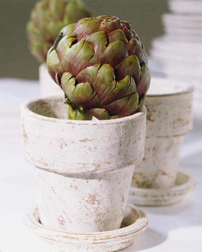 无人,横图,室内,特写,白天,白色背景,正面,花盆,阴影,光线,影子,朝鲜蓟,一个,白色,洋蓟,摄影,影棚,单个,彩图,影棚拍摄,拍摄,菜蓟,法国百合,球洋蓟,蔬菜之皇,洋百合