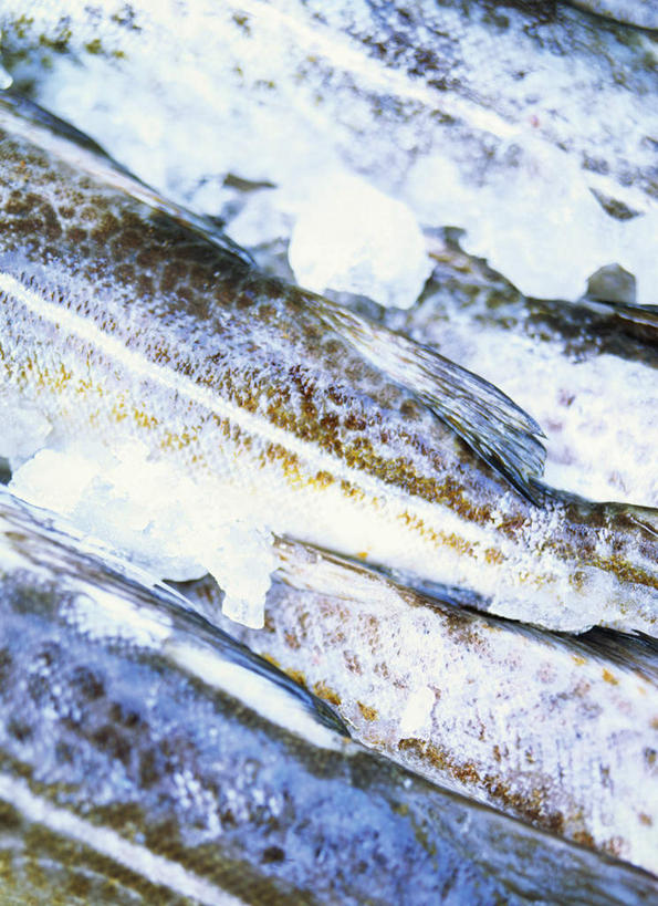 海鲜,无人,竖图,俯视,室内,特写,白天,白色背景,许多,阴影,朦胧,模糊,光线,鱼,影子,很多,水产,鱼类,海洋生物,摄影,影棚,水生动物,海产品,水生物,海底动物,鳕鱼,鳘鱼,大西洋真鳕,真鳕,彩图,高角度拍摄,影棚拍摄,拍摄