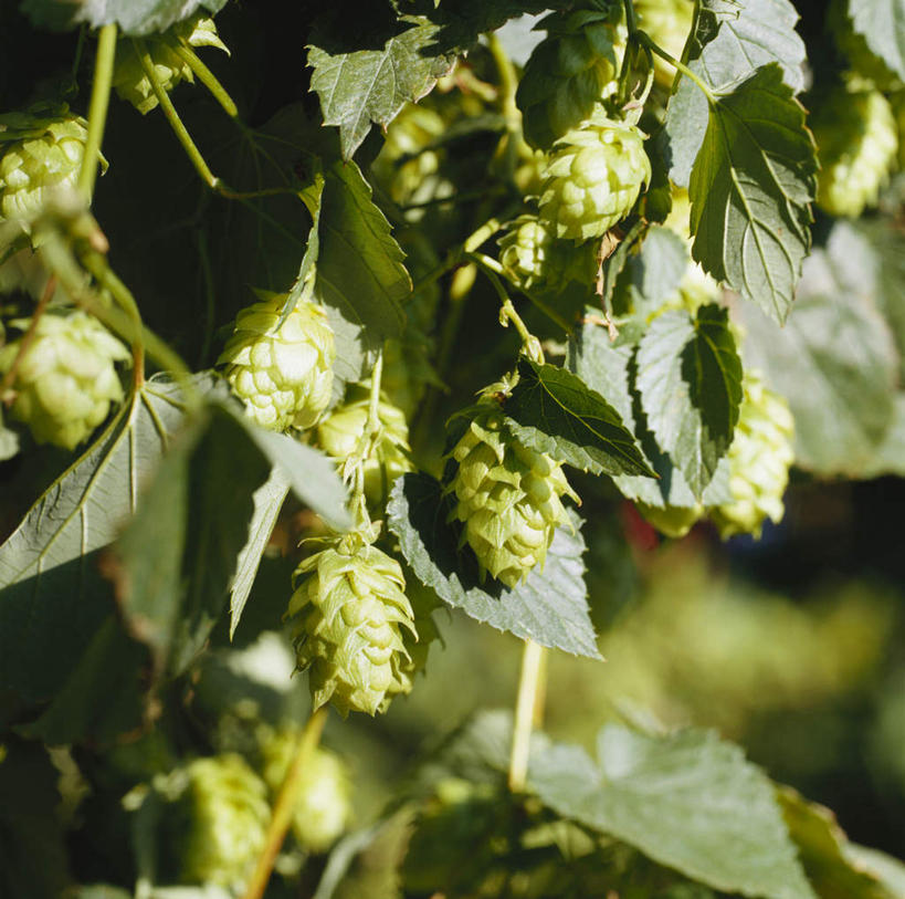 无人,横图,室外,特写,白天,正面,植物,叶子,阴影,朦胧,模糊,光线,纹理,影子,啤酒花,绿叶,绿色,阳光,嫩叶,酒花,肌理,忽布,蛇麻花,酵母花,叶,叶片,叶脉,彩图