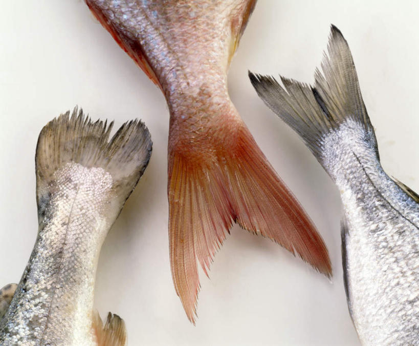 无人,横图,俯视,室内,特写,白天,白色背景,桌面,桌子,阴影,朦胧,模糊,光线,木制,鱼,影子,鱼类,海洋生物,木制品,摄影,影棚,三条,水生动物,水生物,海底动物,鱼尾,半身,彩图,高角度拍摄,影棚拍摄,拍摄