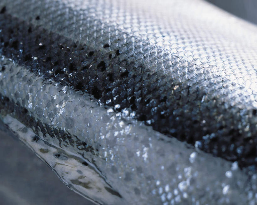 海鲜,无人,横图,俯视,室内,特写,白天,桌面,桌子,一条,阴影,朦胧,模糊,光线,木制,鱼,影子,水产,鱼类,海洋生物,木制品,皮肤,水生动物,海产品,水生物,海底动物,鱼鳞,半身,彩图,高角度拍摄