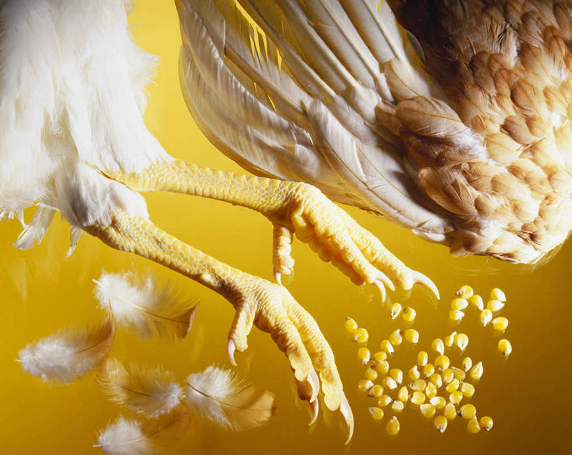 无人,横图,俯视,室内,特写,白天,玉米,桌面,桌子,蔬菜,羽毛,一堆,许多,阴影,堆积,朦胧,模糊,轻盈,柔软,新鲜,反射,木制,棒子,影子,玉蜀黍,鸡肉,肉,食品,鸡腿,肉类,食物,黄色,木制品,摄影,有机食品,绿色食品,影棚,堆,苞米,苞芦,鸡爪,肉食,苞谷,轻柔,包谷,大蜀黍,番麦,薏米包,玉高粱,玉麦,珍珠米,彩图,高角度拍摄,影棚拍摄,拍摄