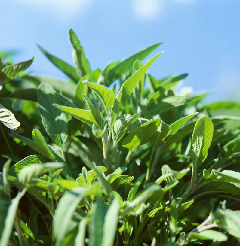 无人,家庭,竖图,室外,特写,白天,仰视,智慧,桌面,桌子,叶子,许多,阴影,新鲜,光线,木制,影子,云,云朵,绿叶,很多,云彩,蓝色,绿色,白云,蓝天,天空,阳光,木制品,天,嫩叶,晴朗,青春,鼠尾草,生命,和平,安详,理性,冷色,墨西哥鼠尾草,紫绒鼠尾草,叶,叶片,晴空,彩图,低角度拍摄