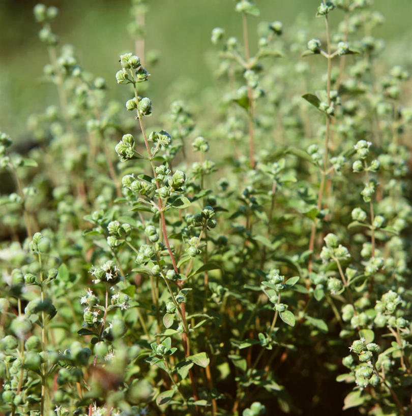 无人,竖图,俯视,室外,特写,白天,草地,草坪,植物,许多,阴影,新鲜,光线,影子,很多,草,绿色,阳光,青春,生命,和平,安详,墨角兰,冷色,马郁兰草,彩图,高角度拍摄