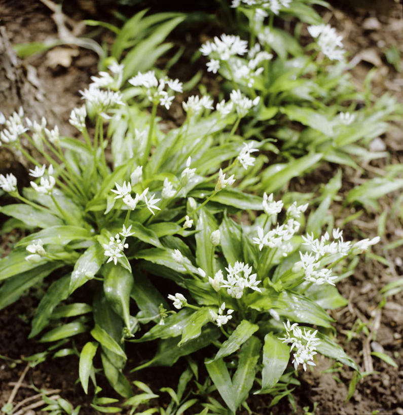 无人,竖图,俯视,室外,特写,白天,植物,叶子,盛开,泥土,土壤,绿叶,草药,药草,花蕾,中药,花,花瓣,花朵,鲜花,花苞,花蕊,嫩叶,熊葱,药材,中草药,中药材,本草,林地蒜,野蒜菜,叶,叶片,彩图,高角度拍摄