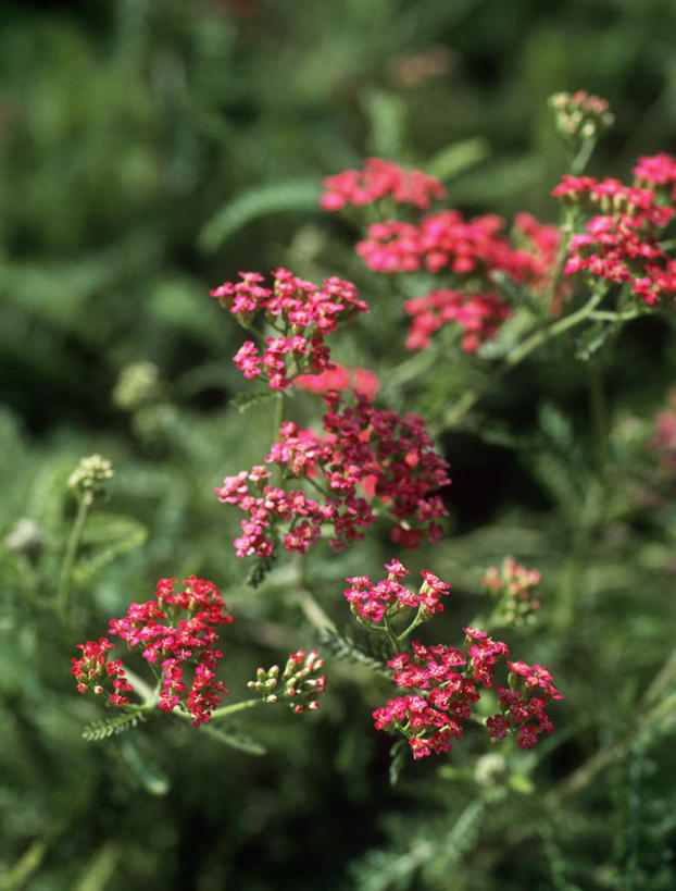 无人,竖图,俯视,室内,特写,白天,美景,叶子,阴影,朦胧,模糊,盛开,光线,影子,景观,绿叶,花蕾,花,花瓣,花朵,鲜花,红色,自然,花苞,花蕊,嫩叶,景色,治疗,安慰,自然风光,西洋蓍草,蚰蜒草,叶,叶片,彩图,高角度拍摄