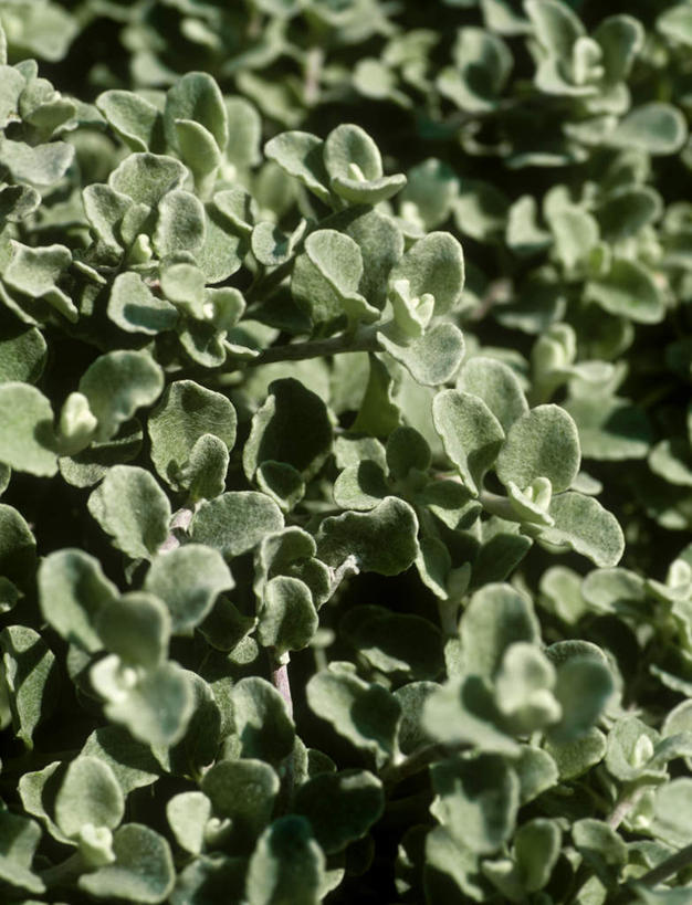 无人,竖图,俯视,室内,特写,白天,美景,叶子,阴影,朦胧,模糊,盛开,光线,影子,景观,绿叶,花蕾,花,花瓣,花朵,鲜花,阳光,自然,花苞,花蕊,嫩叶,景色,自然风光,蜡菊,麦秆菊,叶,叶片,彩图,高角度拍摄