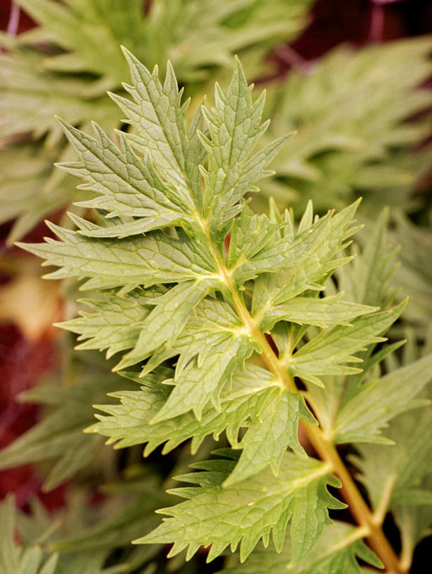 无人,竖图,俯视,室外,特写,白天,爱情,叶子,阴影,光线,影子,调味,香料,佐料,绿叶,绿色,阳光,嫩叶,配料,作料,九里香,九秋香,九树香,七里香,千里香,石辣椒,万里香,叶,叶片,彩图,高角度拍摄