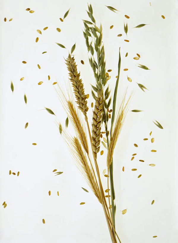 无人,竖图,俯视,室内,特写,白天,白色背景,农作物,小麦,玉米,桌面,桌子,蔬菜,阴影,新鲜,光线,木制,棒子,影子,玉蜀黍,谷物,食品,燕麦,食物,木制品,摄影,麦子,有机食品,绿色食品,影棚,苞米,大麦,苞芦,苞谷,包谷,大蜀黍,番麦,薏米包,玉高粱,玉麦,珍珠米,铃铛麦,裸燕麦,雀麦,野麦,莜麦,彩图,高角度拍摄,影棚拍摄,拍摄