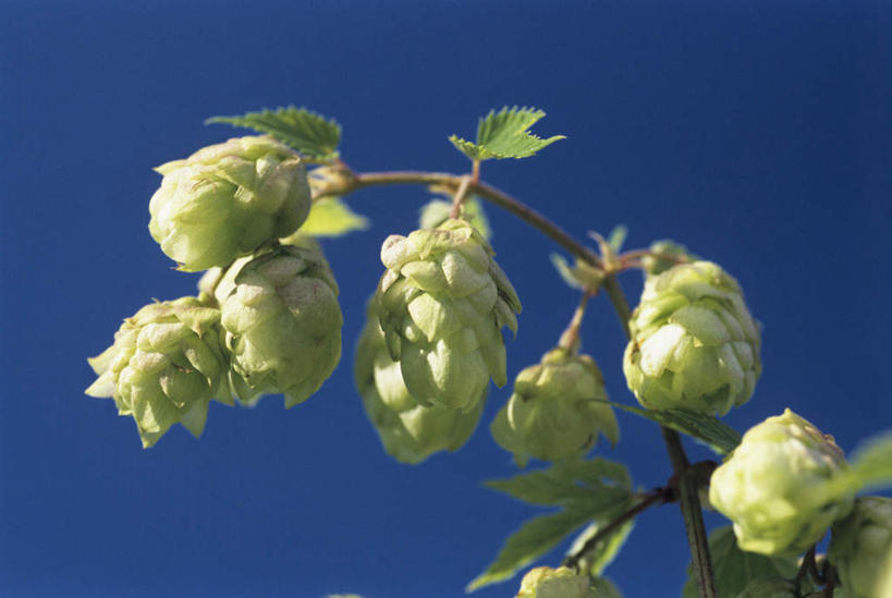 无人,横图,室外,特写,白天,仰视,植物,叶子,阴影,朦胧,模糊,光线,影子,啤酒花,绿叶,枝条,树,树木,树枝,蓝色,蓝天,天空,阳光,天,嫩叶,晴朗,酒花,万里无云,忽布,蛇麻花,酵母花,虬枝,枝杈,叶,叶片,晴空,晴空万里,彩图,低角度拍摄