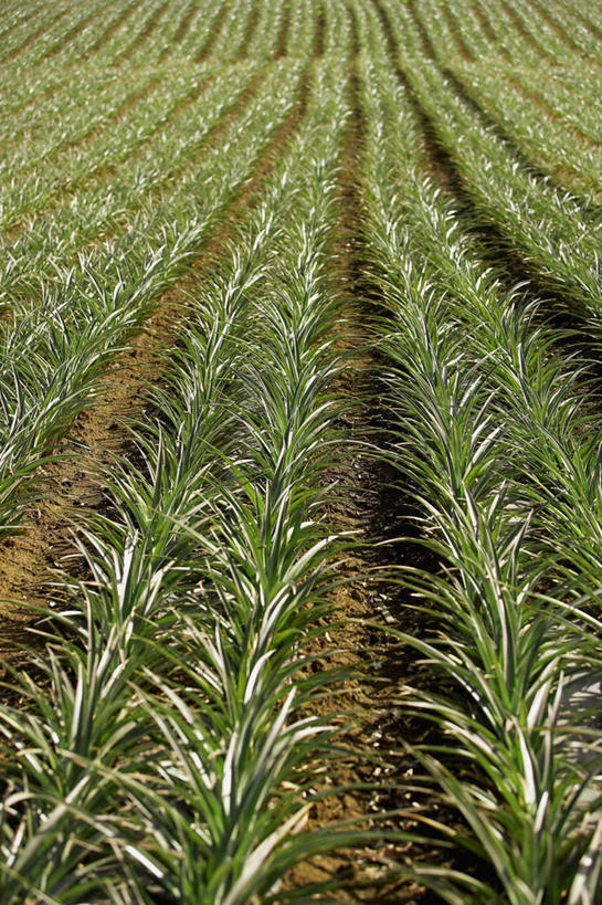 无人,农田,竖图,俯视,室外,白天,旅游,度假,庄稼,农作物,岛屿,美景,菠萝,水果,叶子,夏威夷,美国,一排,阴影,新鲜,整齐,光线,影子,景观,生食,食品,果实,绿叶,娱乐,食物,排列,阳光,自然,享受,休闲,嫩叶,景色,放松,有机食品,绿色食品,北美,北美洲,队列,自然风光,美洲,夏威夷州,爱洛哈之州,北亚美利加洲,亚美利加洲,叶,叶片,列岛,群岛,诸岛,凤梨,彩图,高角度拍摄,耕地,庄稼田,毛伊岛,茂伊岛,茂宜岛,山谷之岛