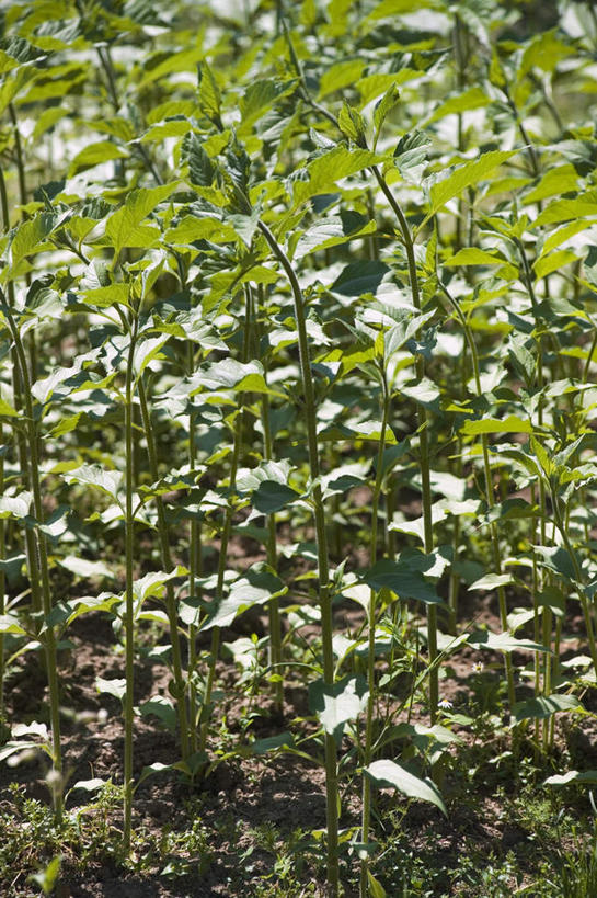 无人,竖图,室外,特写,白天,正面,叶子,许多,阴影,朦胧,模糊,光线,影子,绿叶,很多,绿色,阳光,嫩叶,菊芋,洋姜,鬼子姜,叶,叶片,彩图